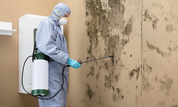 Mold Certification Online
